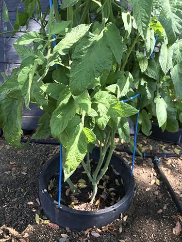 6-Pack 15" Planting Rings – Smart Water-Saving Tomato & Vegetable Support System, Anchors Tomato Cages, Prevents Tipping, Deep-Root Irrigation Basin (2-Gallon), – Tomato Cages Not Included. - view 5