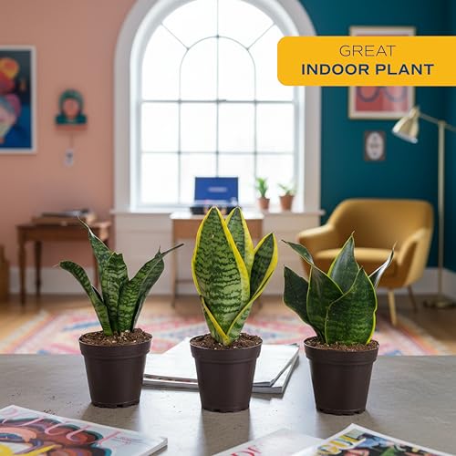 Snake Plant, Live Indoor Plants, Easy Care 3-Pack - view 2
