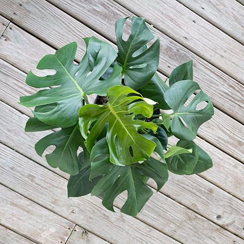 United Nursery Monstera Deliciosa Bundle 2-Pack Large 30-36 inches Tall Live Indoor Swiss Cheese Plants 10 inche Plants Pots, Air Purifying Tropical Floor Plants for Home and Office Decor - view 5