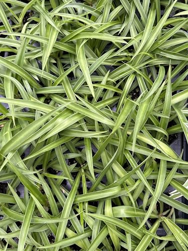 2 Green Spider Plants ~ Starter Plants ~ Live Plant for Home Office Decor - view 3