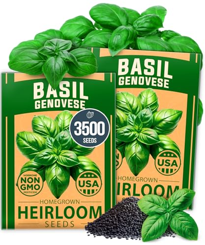 Large Red Cherry Tomato Seeds 2 Pack (Solanum lycopersicum) - Approx.1000 & Genovese Basil Seeds 2 Pack - 3500 Non GMO - view 5