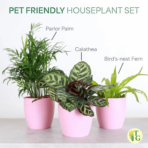 Live Pet Friendly Indoor Houseplant Bundle, 3-Pack, 4" Pots - view 6