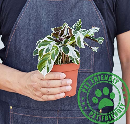 Calathea White Fusion Live Plant for Indoor | Houseplants in 4'' & 6'' Pot - view 2