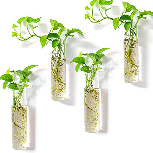 Wall Hanging Vases, 4 Pack Glass Plant Propagation Tubes