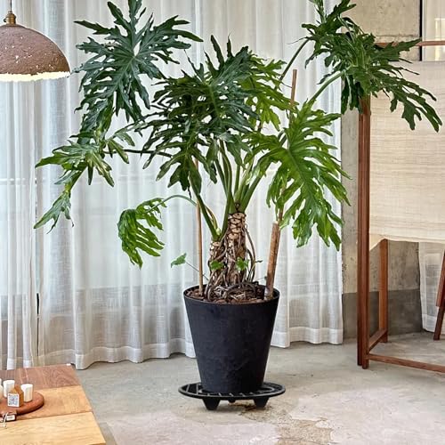 Plant Riser Indoor Outdoor, Plant Level Pot Elevator- 12inch Plant Riser Holder Plastic Floor Protector Plant Trivet, Heavy Planter Holder for Prevent Rot and Damage on Patio & Deck(12inch X 6Pack) - view 6