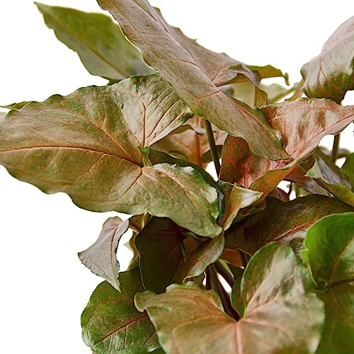 Syngonium Merry Live Plant for Indoor | Houseplants in 4'' & 6'' Pot - view 3