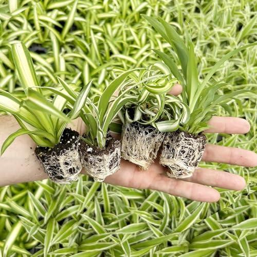 Spider Plant Variety Pack 4 Live Plants Ocean Hawaiian Green Bonnie