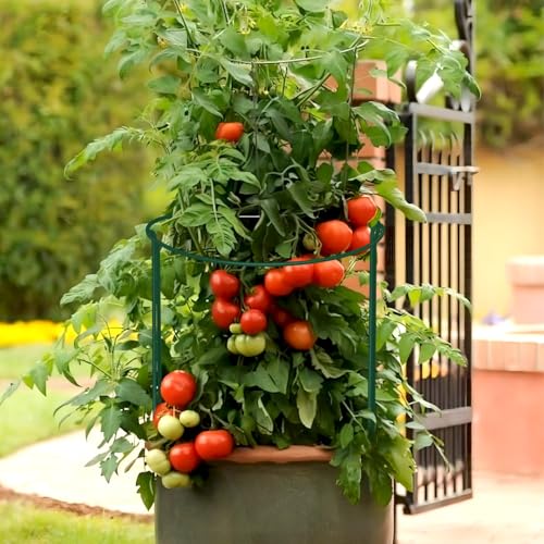 12 Pack Plant Support Stakes, 10" Wide x 16" High Half Round Metal Peony Cages and Support, Green Garden Plant Stake Plant Support Ring Border for Peony Tomato, Hydrangea, Flower Indoor Outdoor - view 5