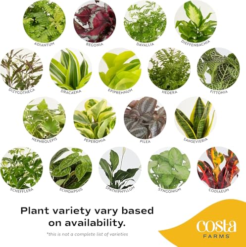 Live Indoor Plants Starter Collection, 4-Inch Pots, 3-Pack - view 3