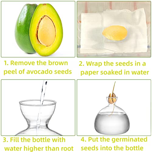Avocado Seed Starter Vase Planter, Clear Avocado Tree Growing Kit Pot, Medium Avocado Vase Grow Glass Plant Pot Gift for Indoor Outdoor (Pack of 2) - view 4