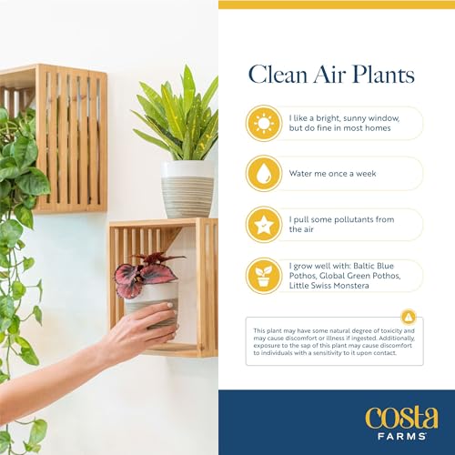 Live Indoor Plants Starter Collection, 4-Inch Pots, 3-Pack - view 6