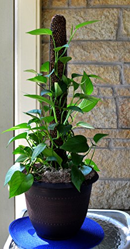 Sphagnum Moss Pole for Indoor Plants, Monstera Moss Pole, Plant Pole Made in USA - Ideal for Climbing Plants, Enhances Plant Growth & Stability - 12" Height - view 6