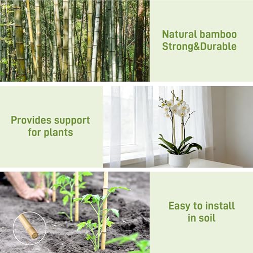 50Pcs Garden Stakes, 0.32”/16 Inch Bamboo Sticks，Natural Plant Stakes for Indoor and Outdoor Plants，Poles for Tomatoes, Beans, Potted Plants - view 3