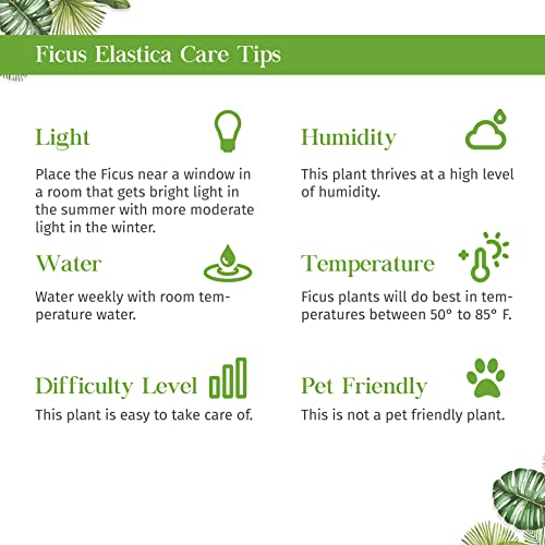 Ficus Elastica Burgundy Live Plant | Houseplants in 4'' & 6'' Pot - view 7