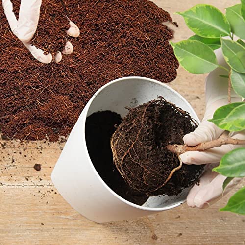Home and Country Triple Washed Compressed Coco Coir Brick (40 LBS) - Coco Fiber is an Ideal Compost Starter for Your Home Garden. Coco Coir Bricks Provide Organic Alternative to Peat Moss for Plants. - view 5