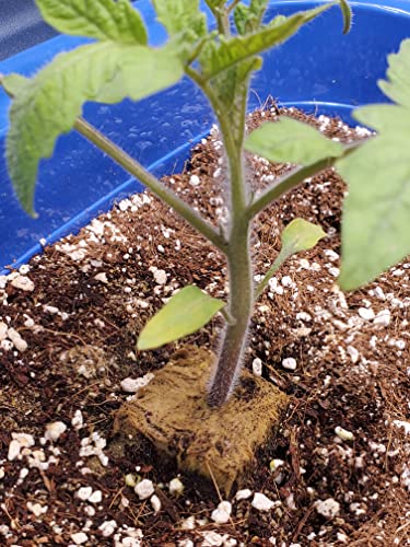 50QT Organic Perlite Horticultural Soil Amendment for Plants and Enhanced Drainage Enhanced - view 7