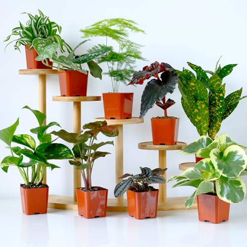 Easy to Grow Houseplants (6PK), Live House Plants in Plant Containers, Growers Choice Plant Set in Planters with Potting Soil Mix, Home Decor Planting Kit or Outdoor Garden Gifts - view 3