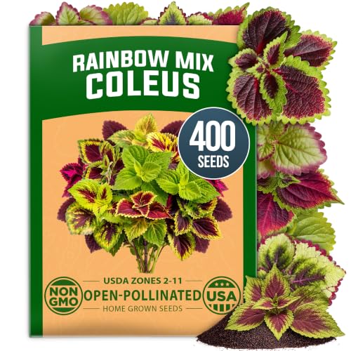 Premium 4 Varieties Bonsai Tree Starter & Rainbow Mix Coleus 400 & Wild Petunia 6,000 & Candytuft Dwarf Fairy 500 Seeds Kit - view 4