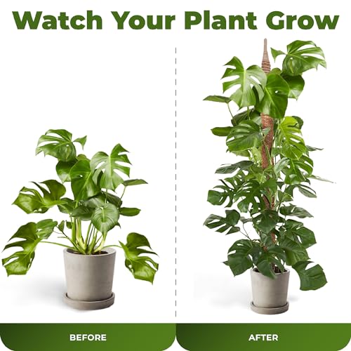 2 Pack 48'' Bendable Moss Pole Monstera Plant Support for Climbing Indoor Plants - Stakes for Potted Climbers - Tall Sticks Indoor Trellis for Houseplants - Accessories for Monstera Pot - view 5