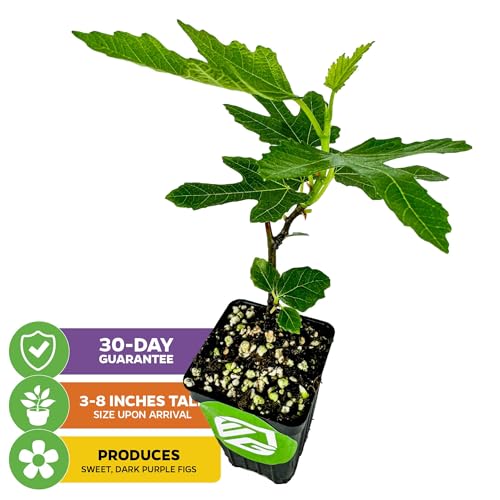 Beer's Black Fig Tree (Dwarf Habit) Live Plant - Ficus carica 'Beer's Black' - - Cold-Hardy Fig, Dwarf Fig Tree, Compact Fig Plant - Fruit Bearing Starter Tree - view 2