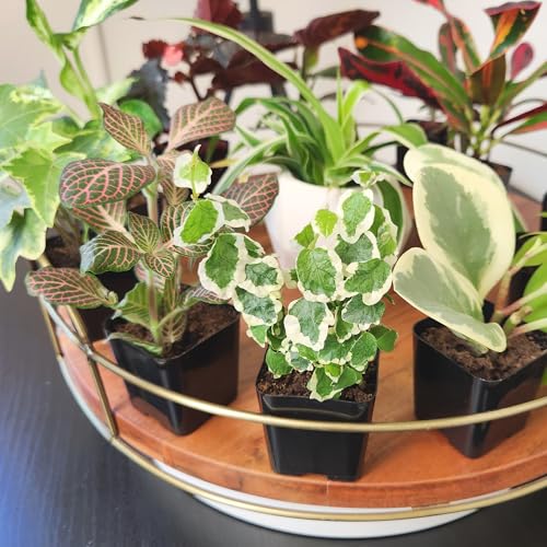 Easy to Grow Houseplants (12 Pack) Live House Plants in Plant Containers, Growers Choice Plant Set in Planters with Potting Soil Mix, Home Décor Planting Kit or Outdoor Garden Gifts - view 6