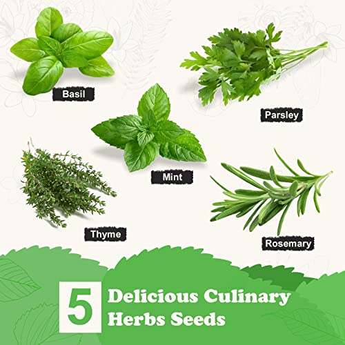 5 Herb Seeds Garden Starter Kit with Complete Planting Kit & Wooden Flower Box, Growing into Basil, Parsley, Rosemary, Thyme, Mint for Kitchen Windowsill Herb Garden DIY - view 7