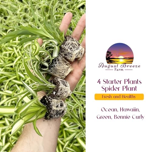 Spider Plant Variety Pack 4 Live Plants Ocean Hawaiian Green Bonnie - view 7