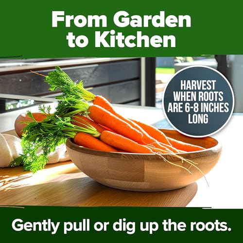 Carrot & Beet Seeds Bundle – 6000 Tendersweet Carrot + 1000 Detroit Dark Red Beet Seeds – 2 Pack Each – Non-GMO, Heirloom Vegetable Seeds for Outdoor Planting, High Germination - view 7