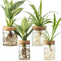 Glass Plant Propagation Stations for Plants – Set of 4(2 Large & 2 Small) Hydroponic Vases for Plant Cuttings,Flower Arrangements, Home & Office Decor–Desktop Vases for Living Room, Bedroom (4)