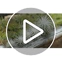 Jumbo Tectorum Ecuador Air Plant - Live Tillandsia Succulent House Plants - Available in Wholesale and Bulk - Home and Garden Decor - Easy Care Indoor/Outdoor Air Plants - view 7