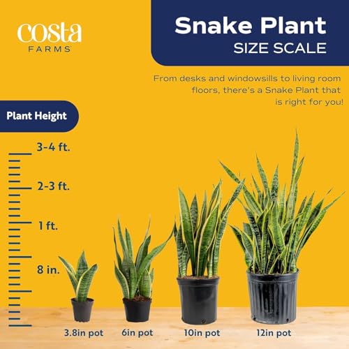 Snake Plant, Live Indoor Plants, Easy Care 3-Pack - view 4