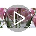 300Pcs Plant Clips, Plant Support Clips Plastic Trellis Clips - view 7