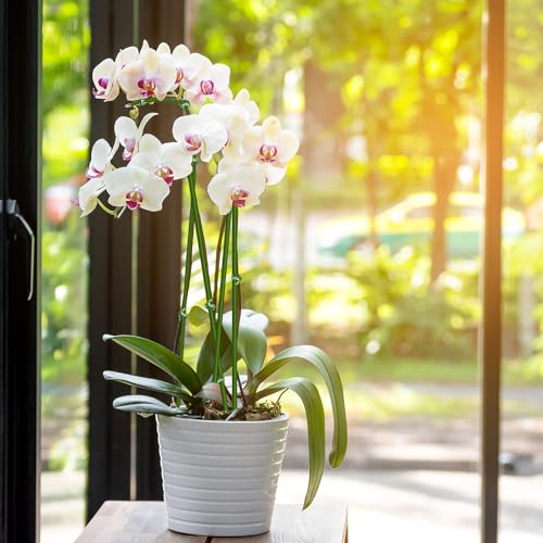 10Pcs Plant Stakes, 15IN Orchid Support Stakes for Indoor Plants - view 6