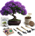 Bonsai Starter Kit – Growing Jacaranda Bonzai Tree