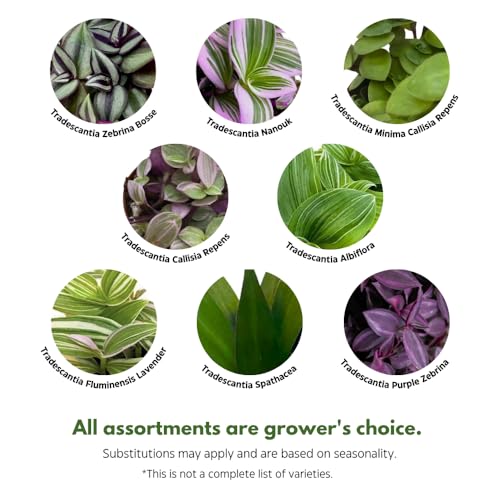 Wandering Dude Assortment, Tradescantia Variety, 2 inch, Set of 3 Tiny Mini Pixie Plant - view 3