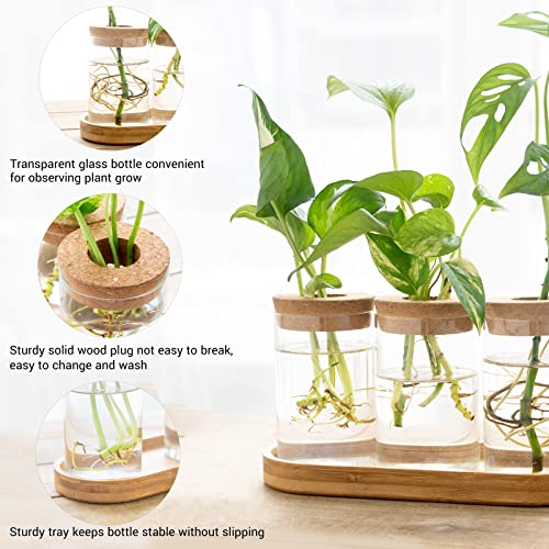 Plant Propagation Stations, 3 Pcs Glass Vases with Wooden Stand & Lid - view 4