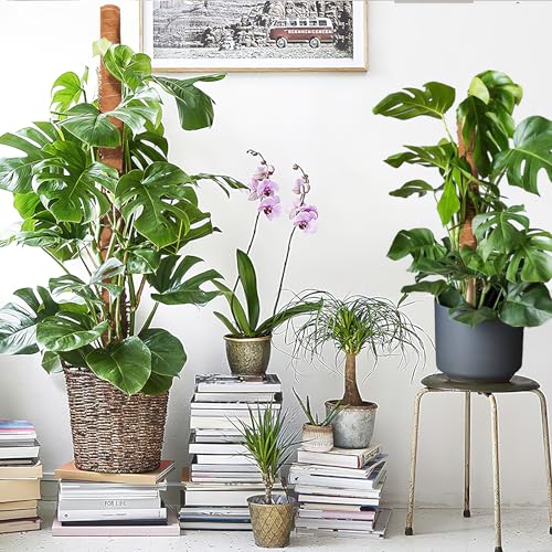 34 Inch Moss Pole, 2 Pack 19.5 Inch Moss Poles for Climbing Plants Monstera, Moss Sticks for Indoor Plant Support Plant Stakes for Indoor Climbing Plants Grow Upwards with Garden Ties - view 6