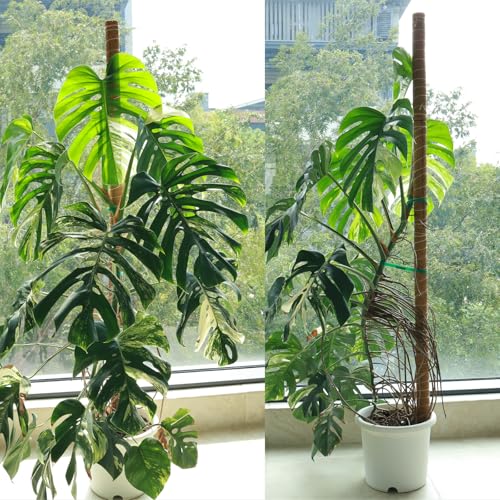 Moss Pole for Plants 4 Pack Natural Coco Coir Climbing Support Stakes with Plant Ties Indoor Monstera Plant Training Extension Poles 14.8inch Each Total 59.2inch - view 5