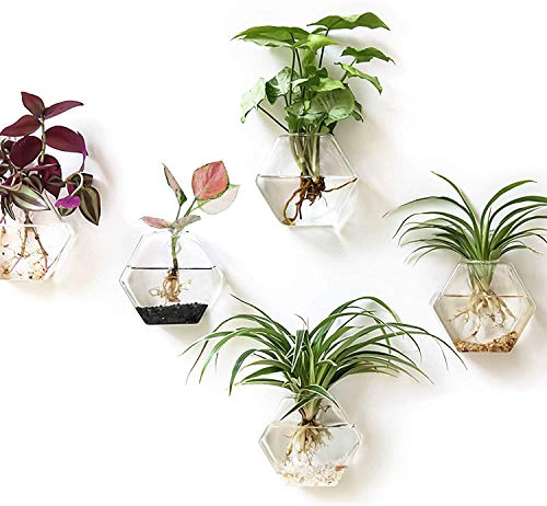 Hexagon Wall Planter Set - 3 Pack Glass Propagation Terrarium Vases with Hanging Mounts for Indoor Plants, Air Plants & Hydroponic Stations Home Office Decor, Plant Lover Gifts (Medium)