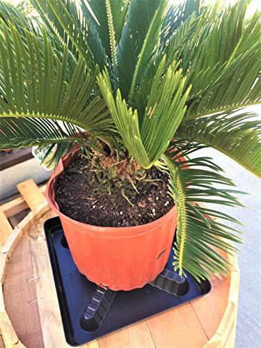 Square Plant Saucer Plastic Plant Trays with Plant Riser Pot Elevator for Indoor Plant pots and Outdoor Potted Plants Planter Tray Water Drainage drip Tray 13-inch (5-Pack) - view 2