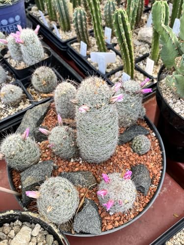 Horticultural Calcined Clay Soil Bonsai Cactus Soil Additive for Succulent Plants (5 QT, 1/4 inch) - view 7