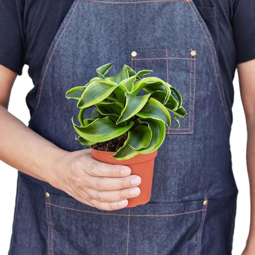 Dracaena Tornado Live Plant for Indoor | Houseplants in 4'' & 6'' Pot - view 2
