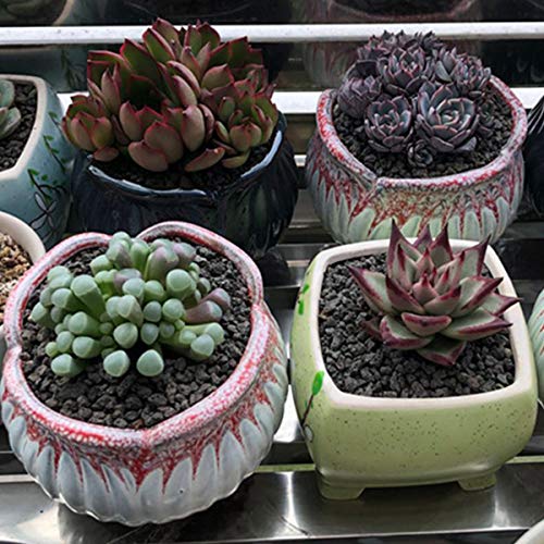 Black Horticultural Lava Rock Soil Additive for Cacti Succulents Plants No Dyes or Chemicals 100% Pure Volcanic Rock 2.2LB Top Dressing - view 7