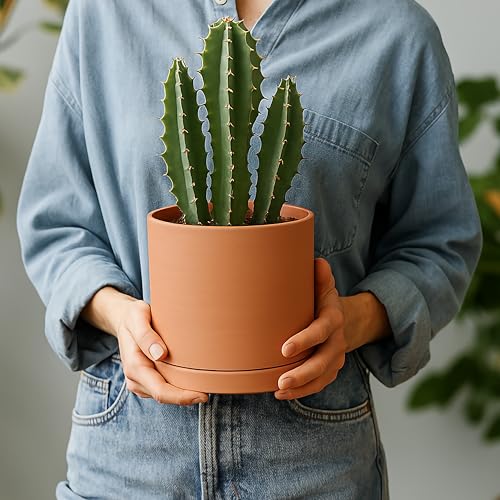 Terracotta Plant Pot with Saucer, 6 Inch, 40-X-A-3 - view 6