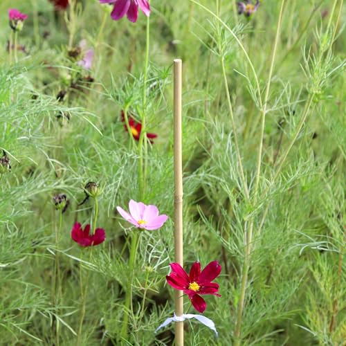 Natural Bamboo Plant Stake, 2FT, 30Pcs - view 4