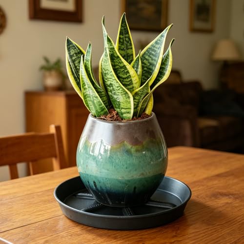 Plant Saucer 8 Inch 4 Pack Round, Sturdy Thick Plastic with Elevated Core, Better Drainage Water Catcher Tray for Flower Pots - view 6