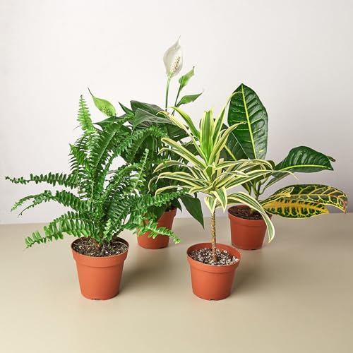 Air Purifying Variety Bundle | Live Plant for Indoor & Outdoor | for Living Room, Office, Bathroom | (4" Pot, 4 Pack)