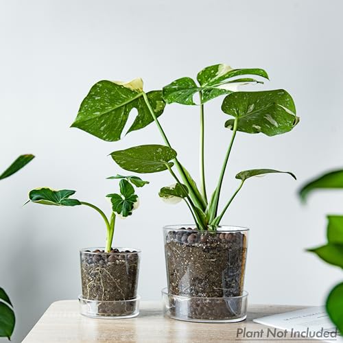 4.5 Inch 6.5 Inch Clear Acrylic Houseplants Planter Pot with Tray, Orchid Pot with Drainage Holes, Deep Saucer for Bottom Watering, Transparent Containers for Indoor Plants, Herbs, 91-B-W - view 6
