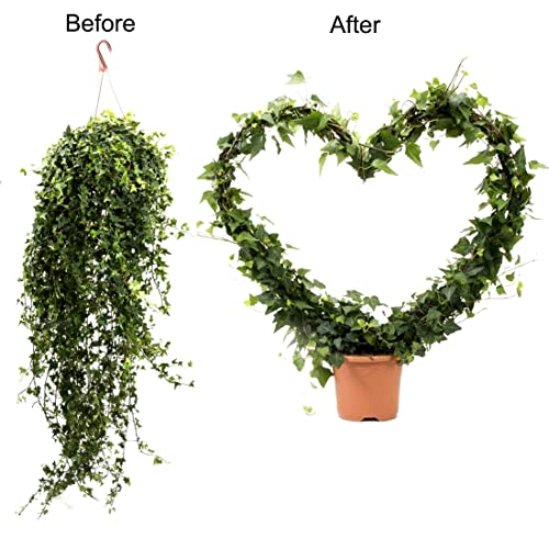 2 Pack Garden Trellis for Climbing Plants, 13 inches Rust-Proof Iron Metal Plant Support with Black Rust Proof Coating for Decorative Potted Climbing Vines and Flowers (Round & Heart) A1016 - view 4