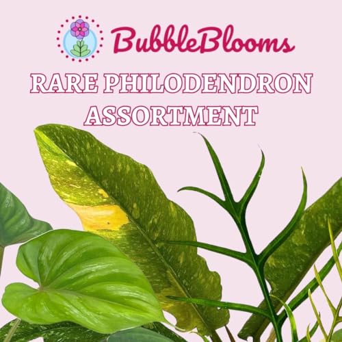 Rare Philodendron Assortment, 2 inch Set of 3, Very Rare Philo Set Growers Choice, tortum, Snowdrift, billietiae, White Princess - view 2